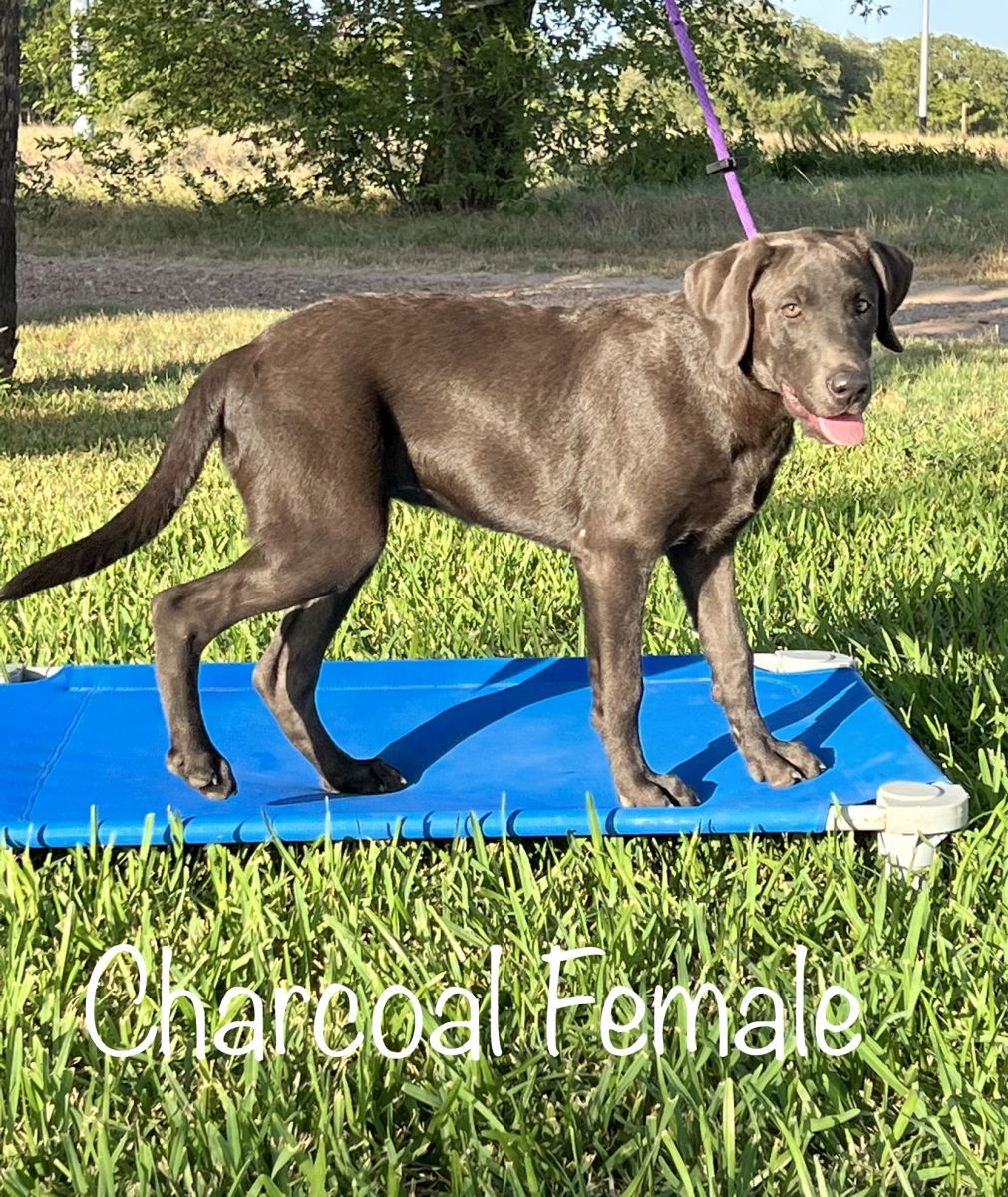 Lab Puppy for Sale 002