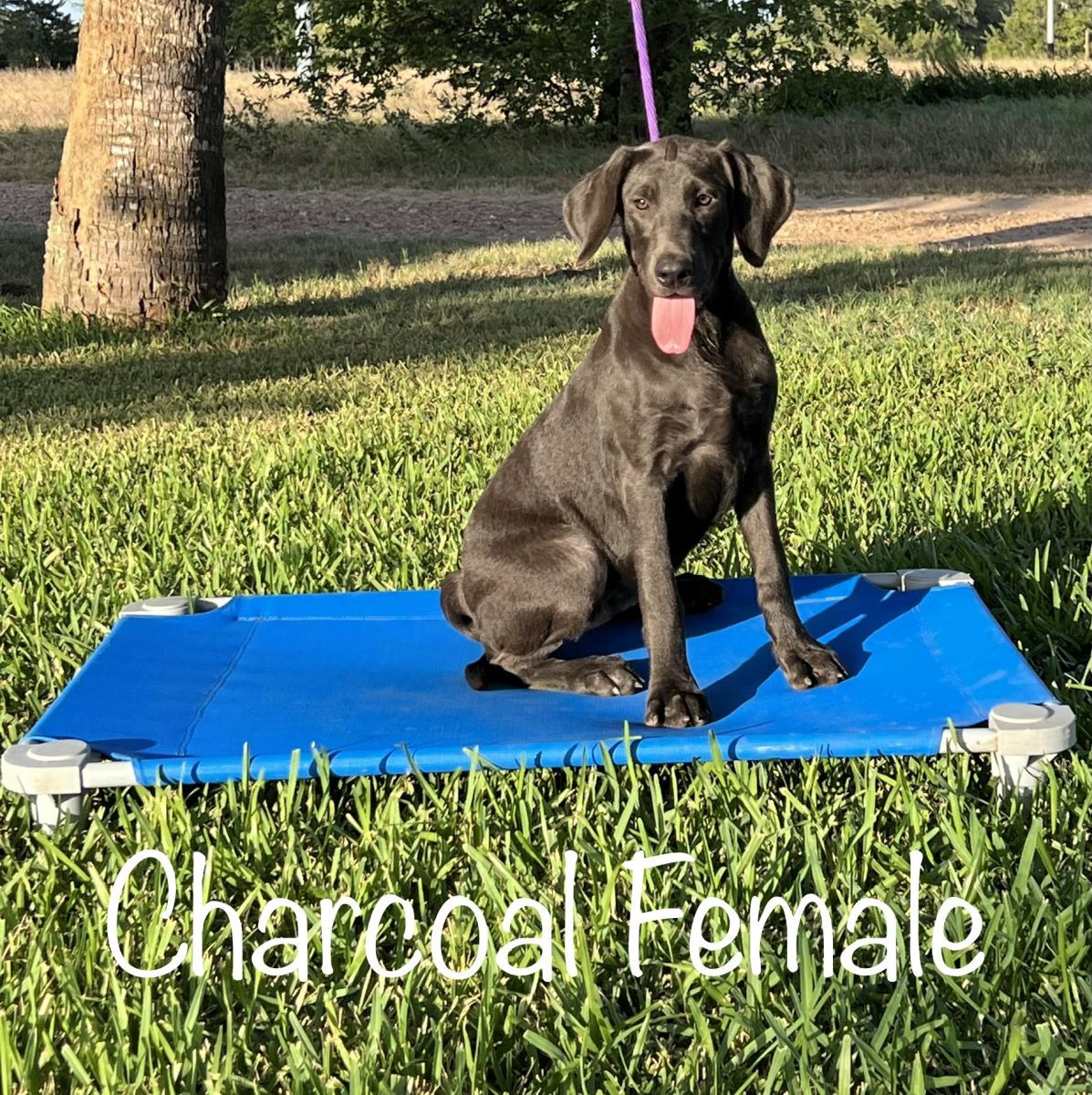 Lab Puppy for Sale 003