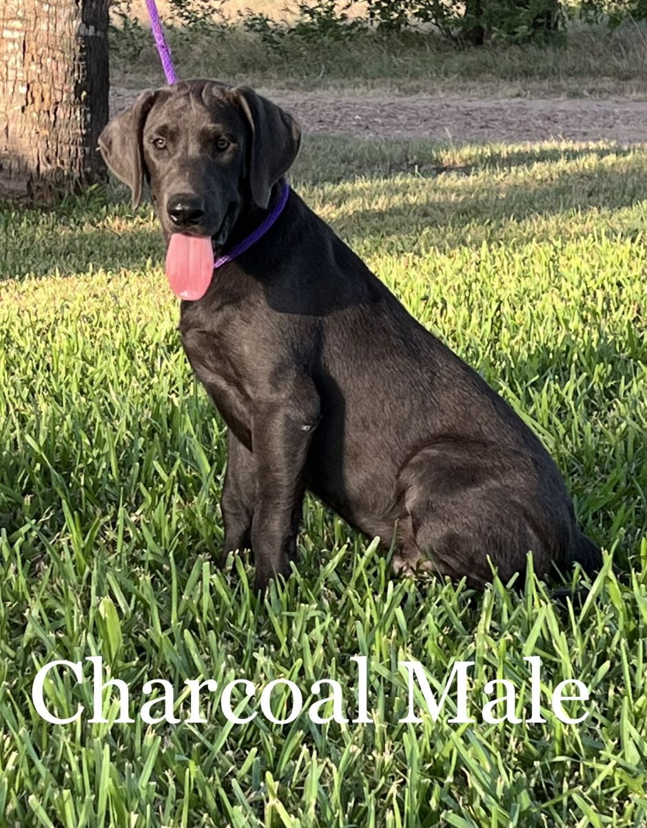 Lab Puppy for Sale 004