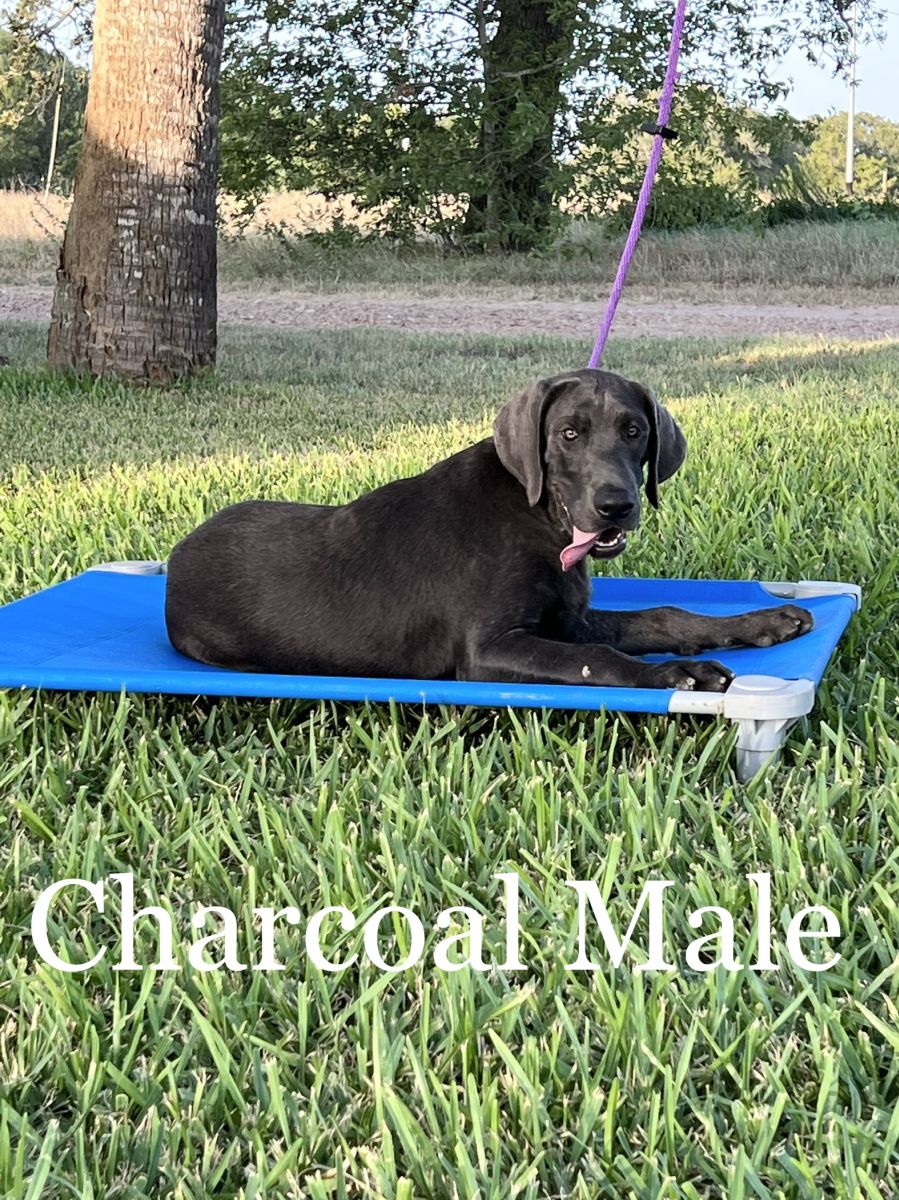 Lab Puppy for Sale 005