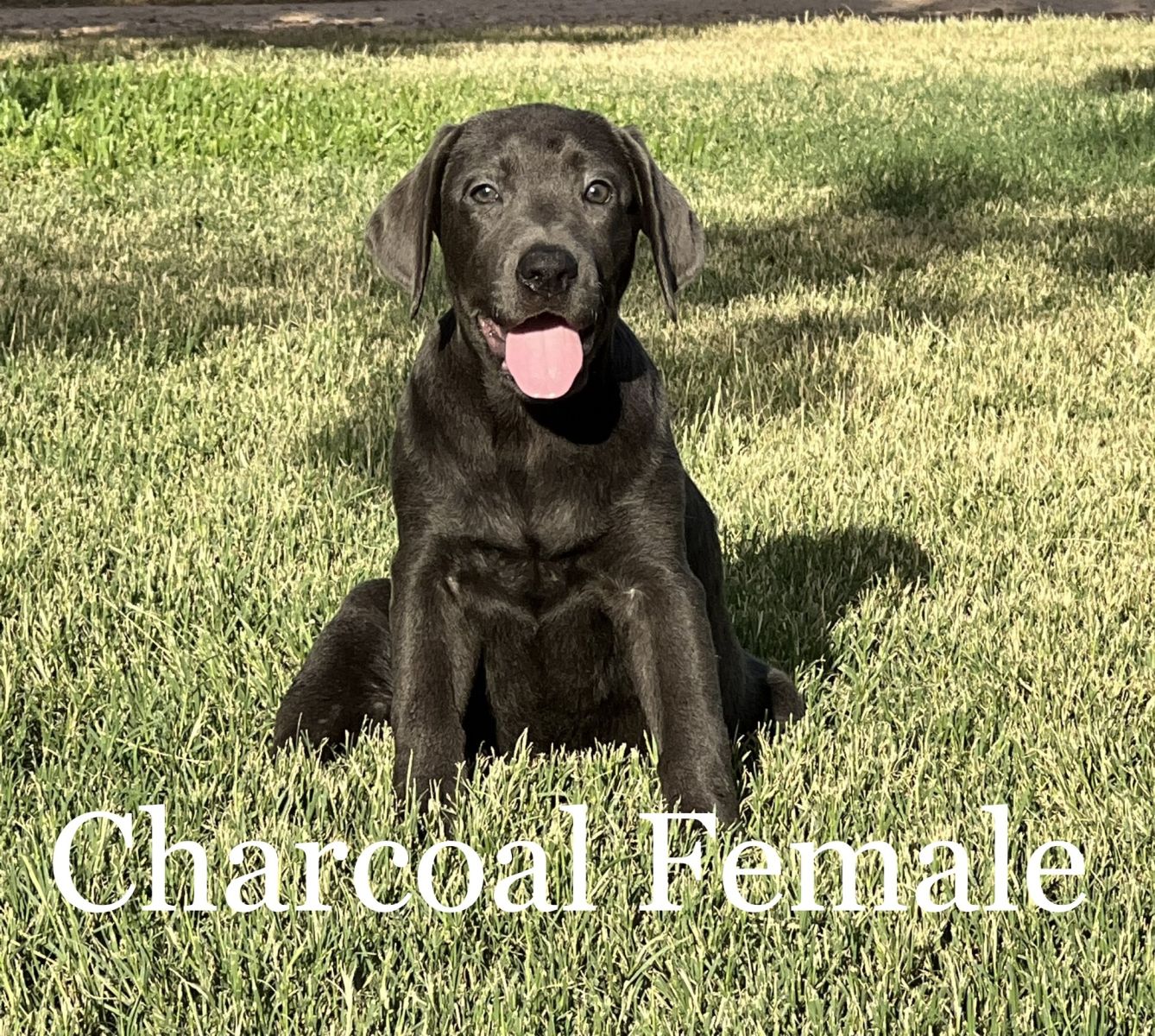 Lab Puppy for Sale 01