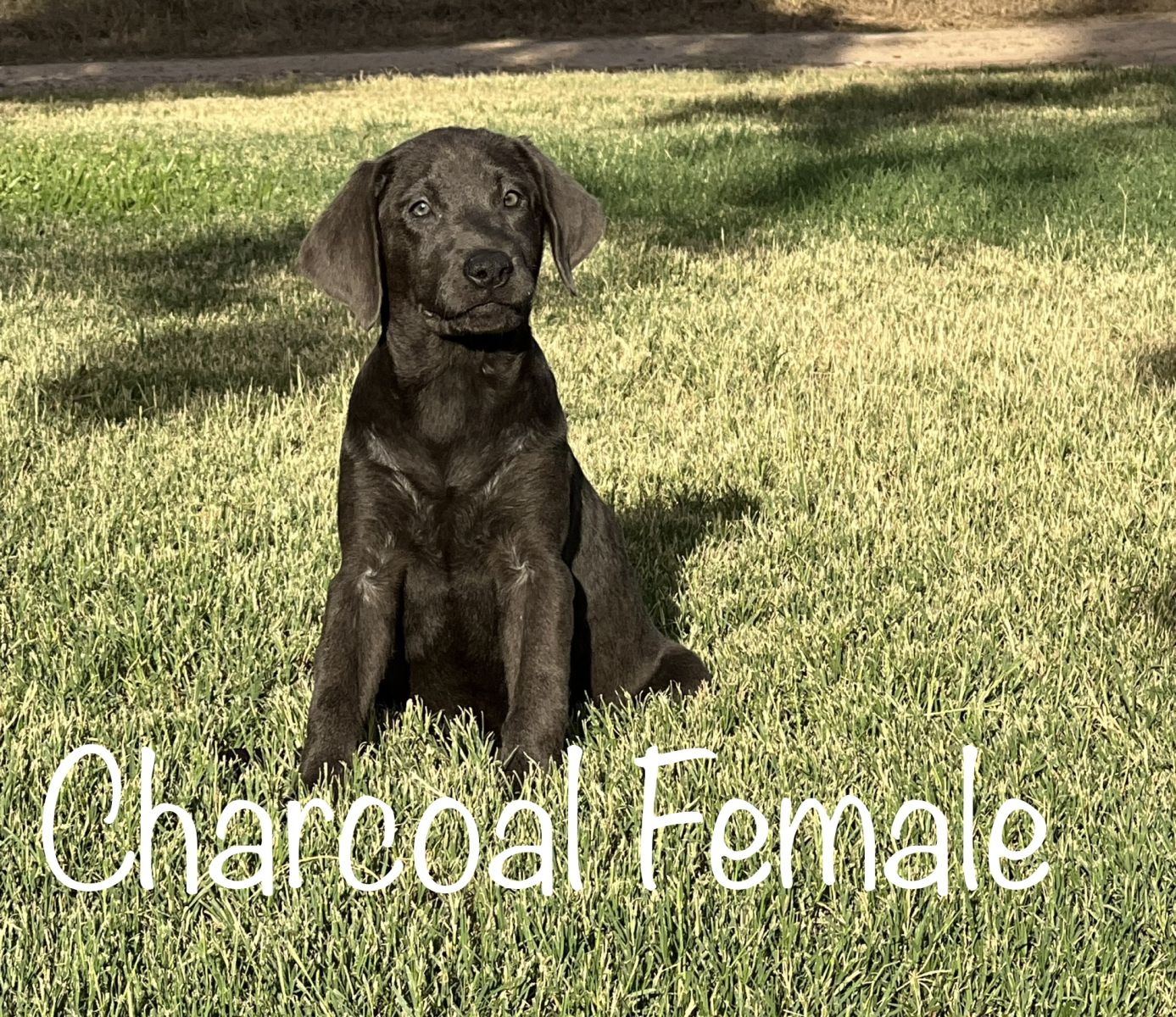 Lab Puppy for Sale 02
