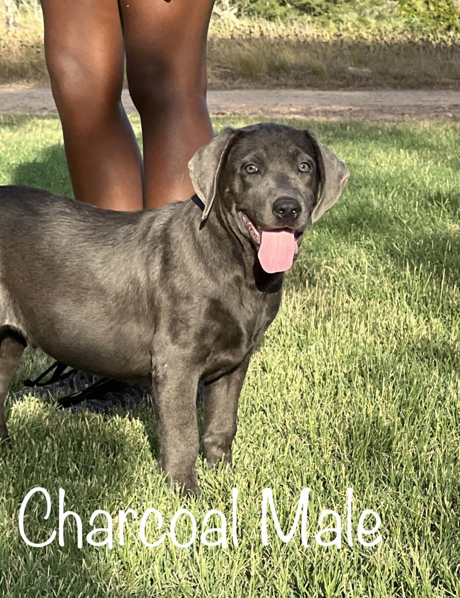 Lab Puppy for Sale 03