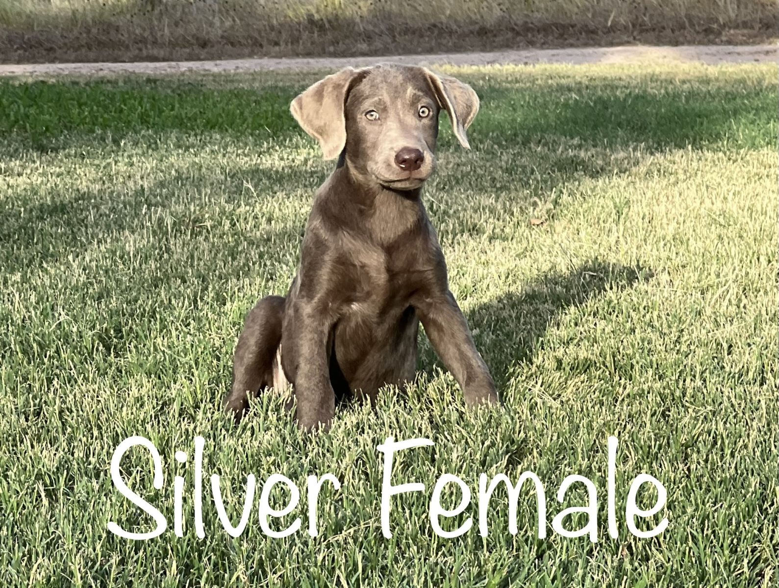 Lab Puppy for Sale 04