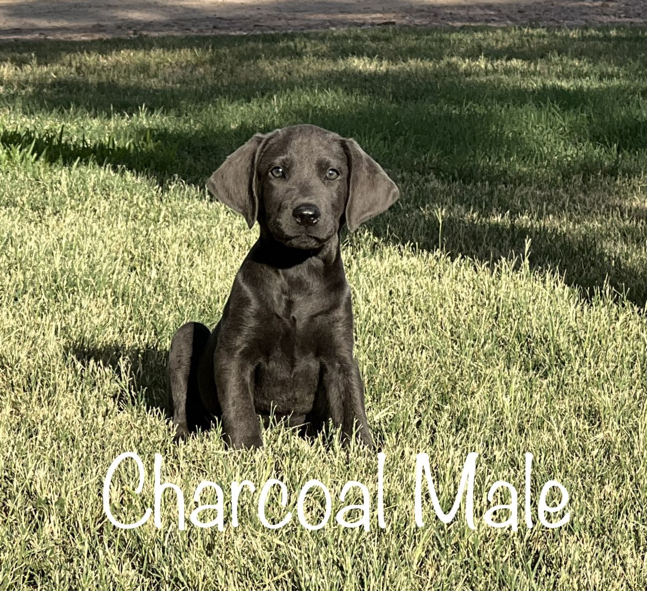 Lab Puppy for Sale 05