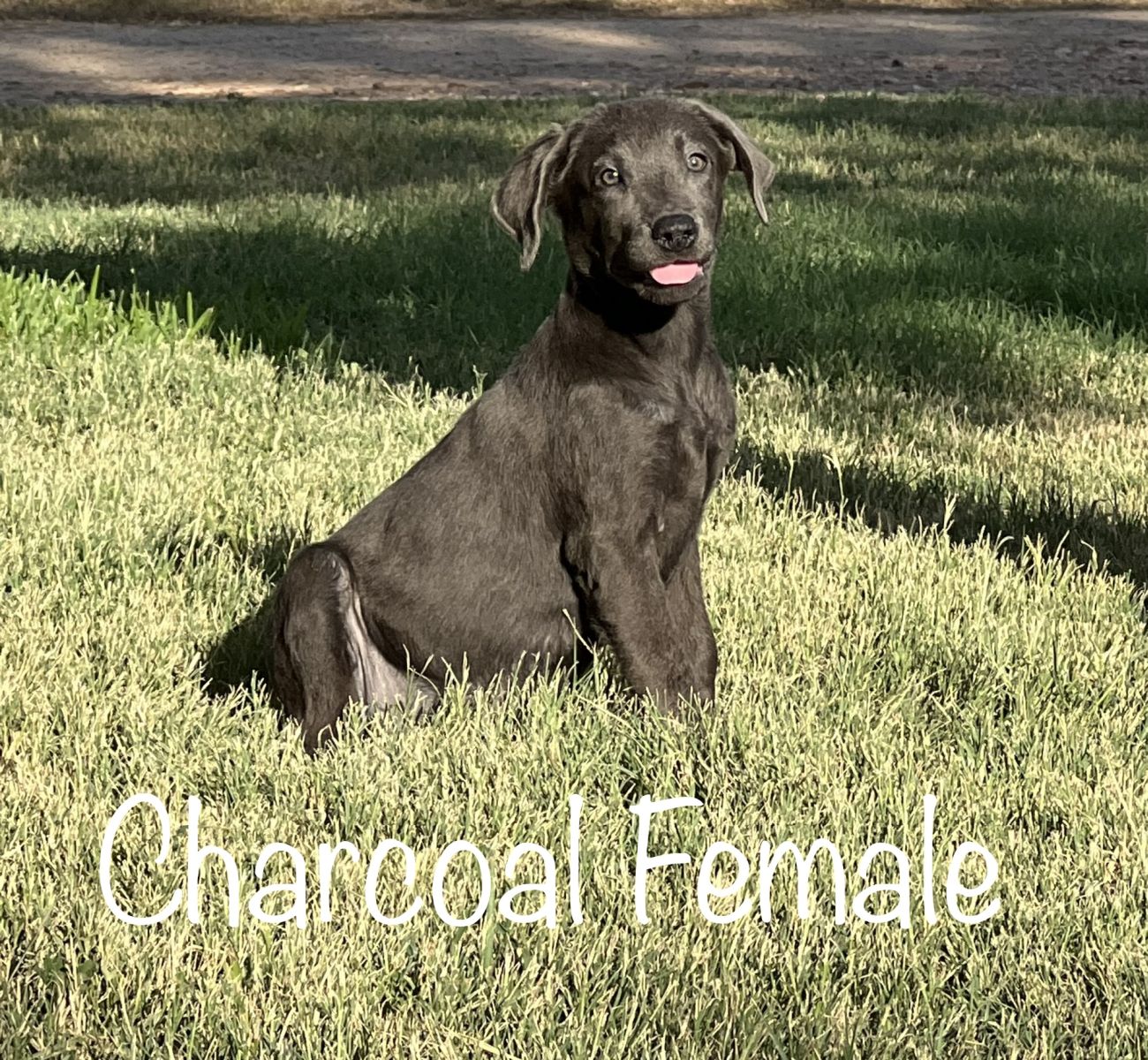 Lab Puppy for Sale 06