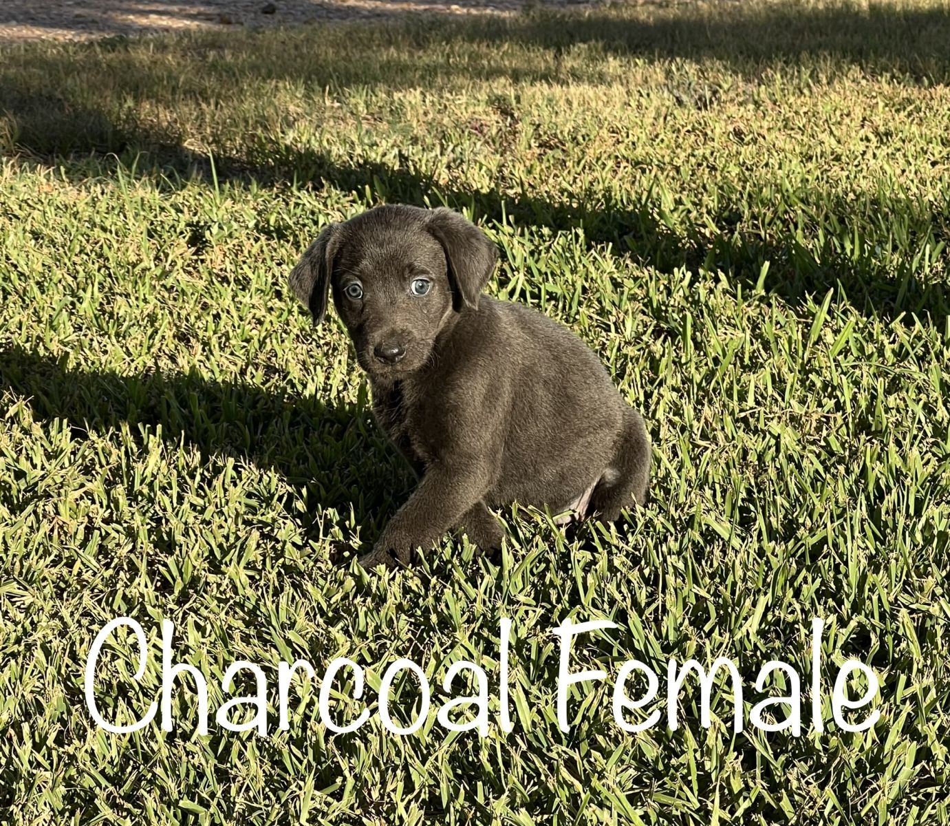 Silver Lab Puppies 001