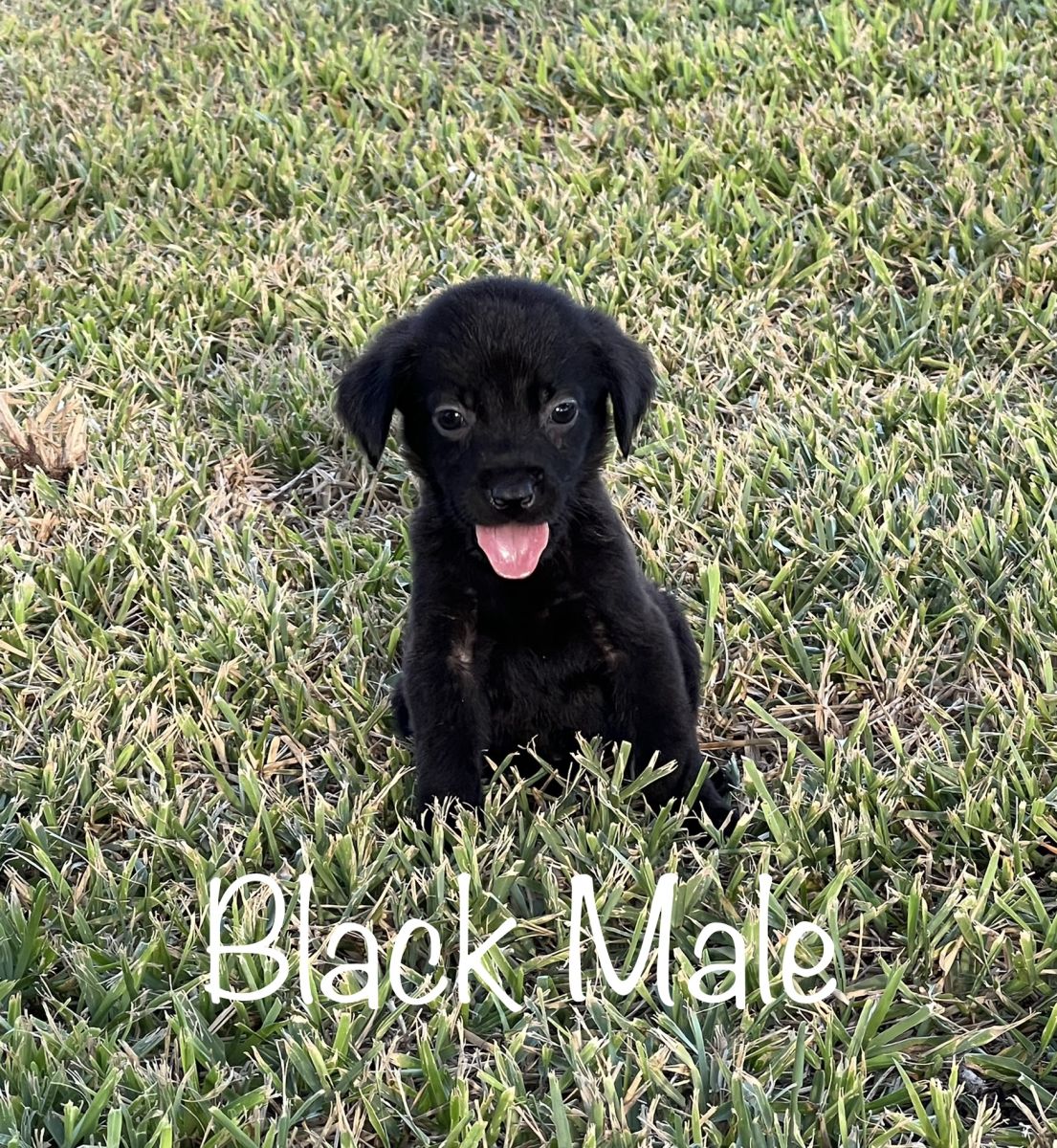 Silver Lab Puppies 003