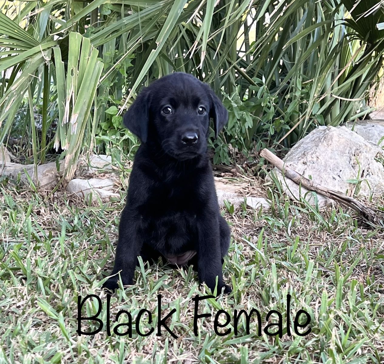 Silver Lab Puppies 004