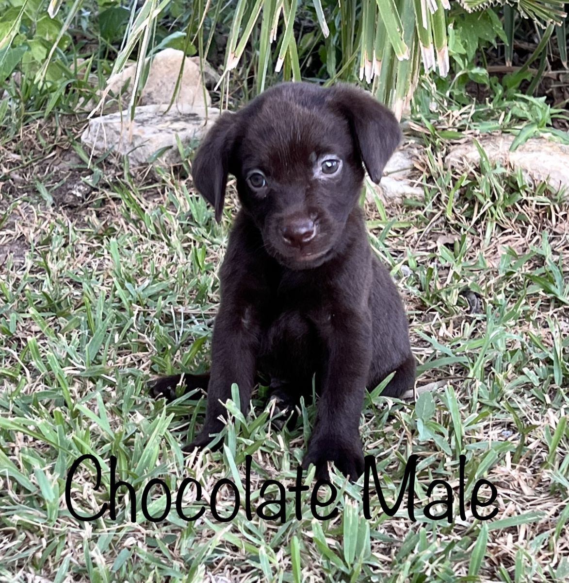 Silver Lab Puppies 005