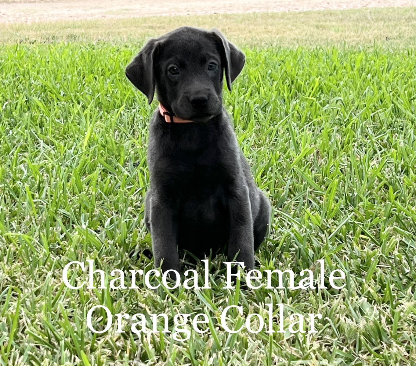 Silver Lab Puppies 01