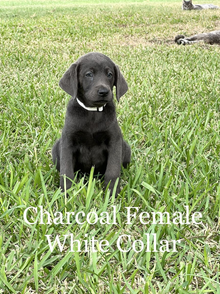 Silver Lab Puppies 03