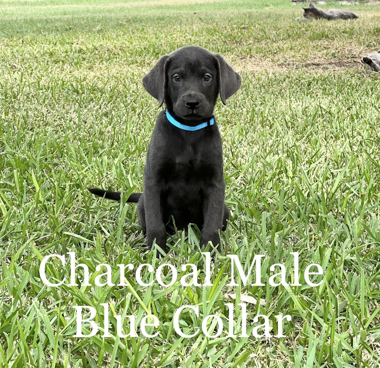 Silver Lab Puppies 04