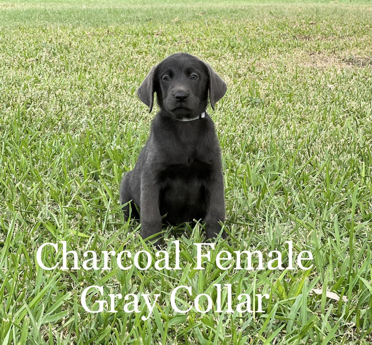 Silver Lab Puppies 05