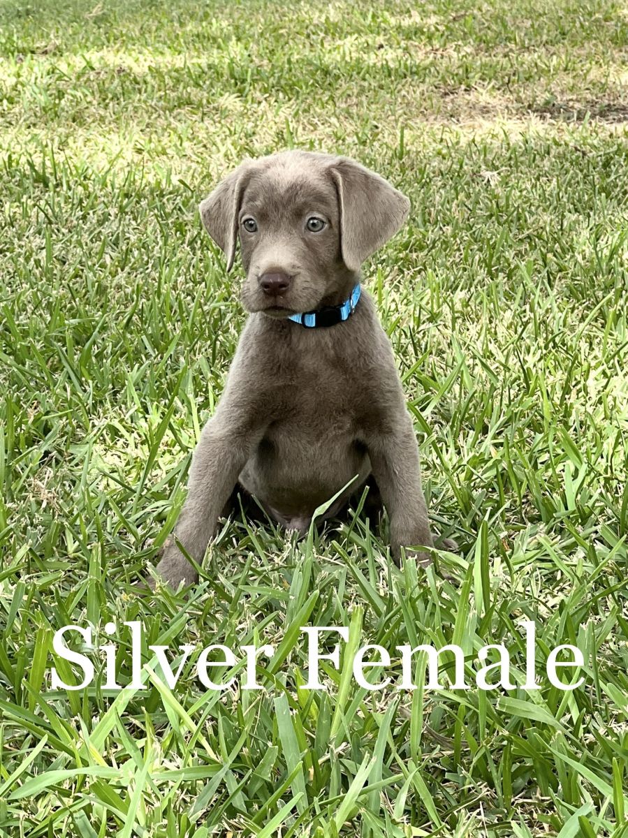 Silver Lab Puppies 06