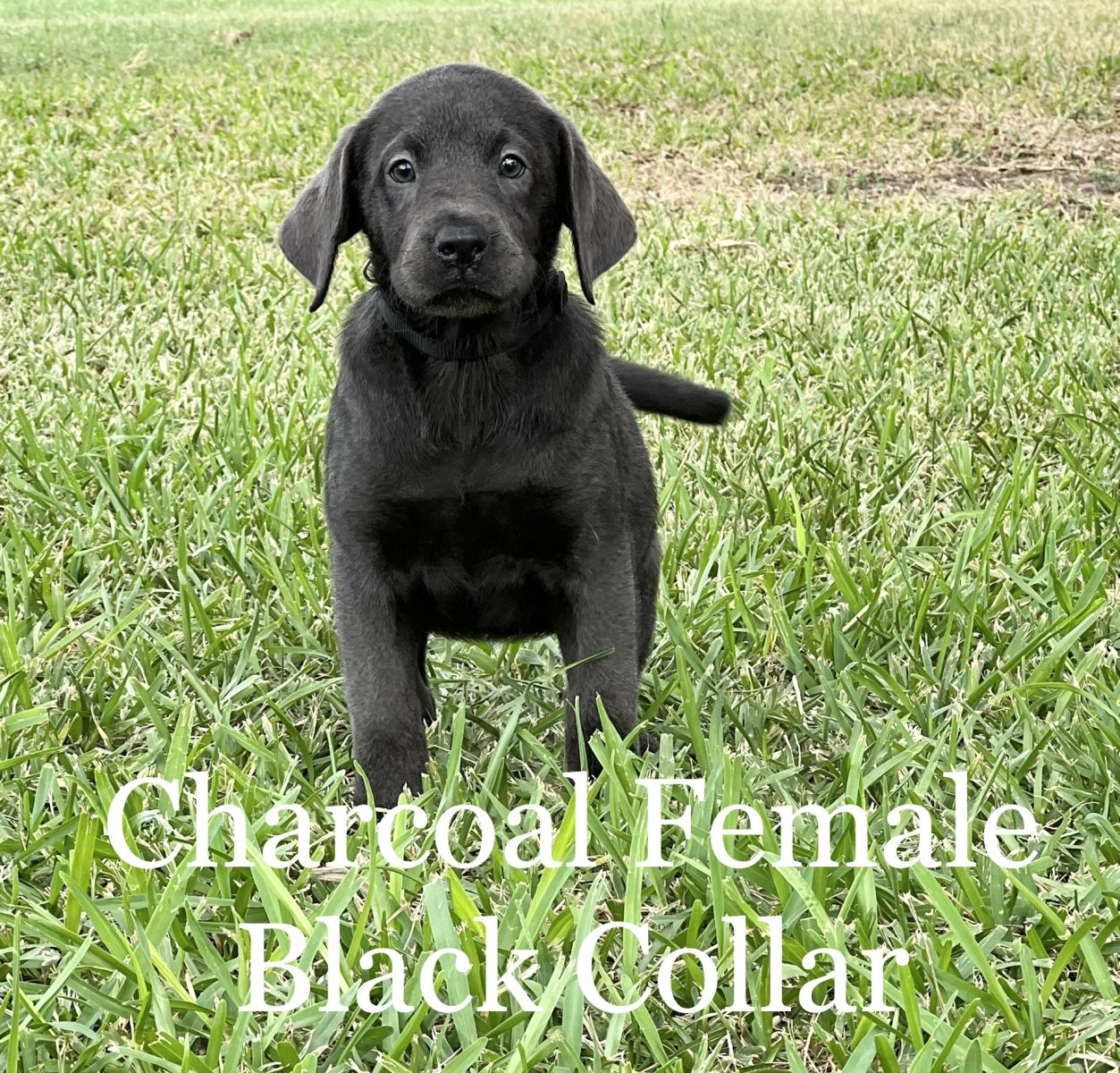 Silver Lab Puppies 07