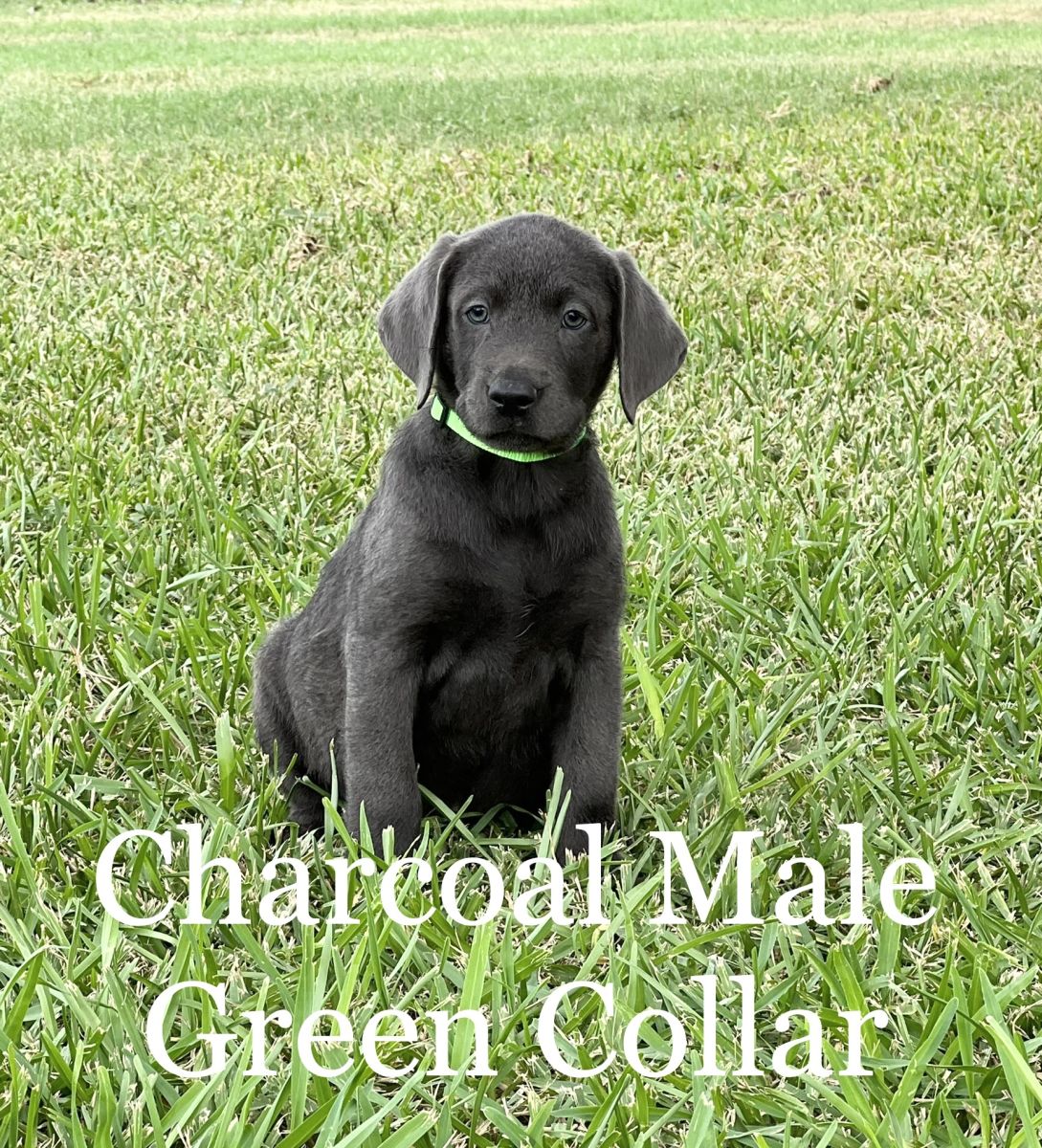 Silver Lab Puppies 08