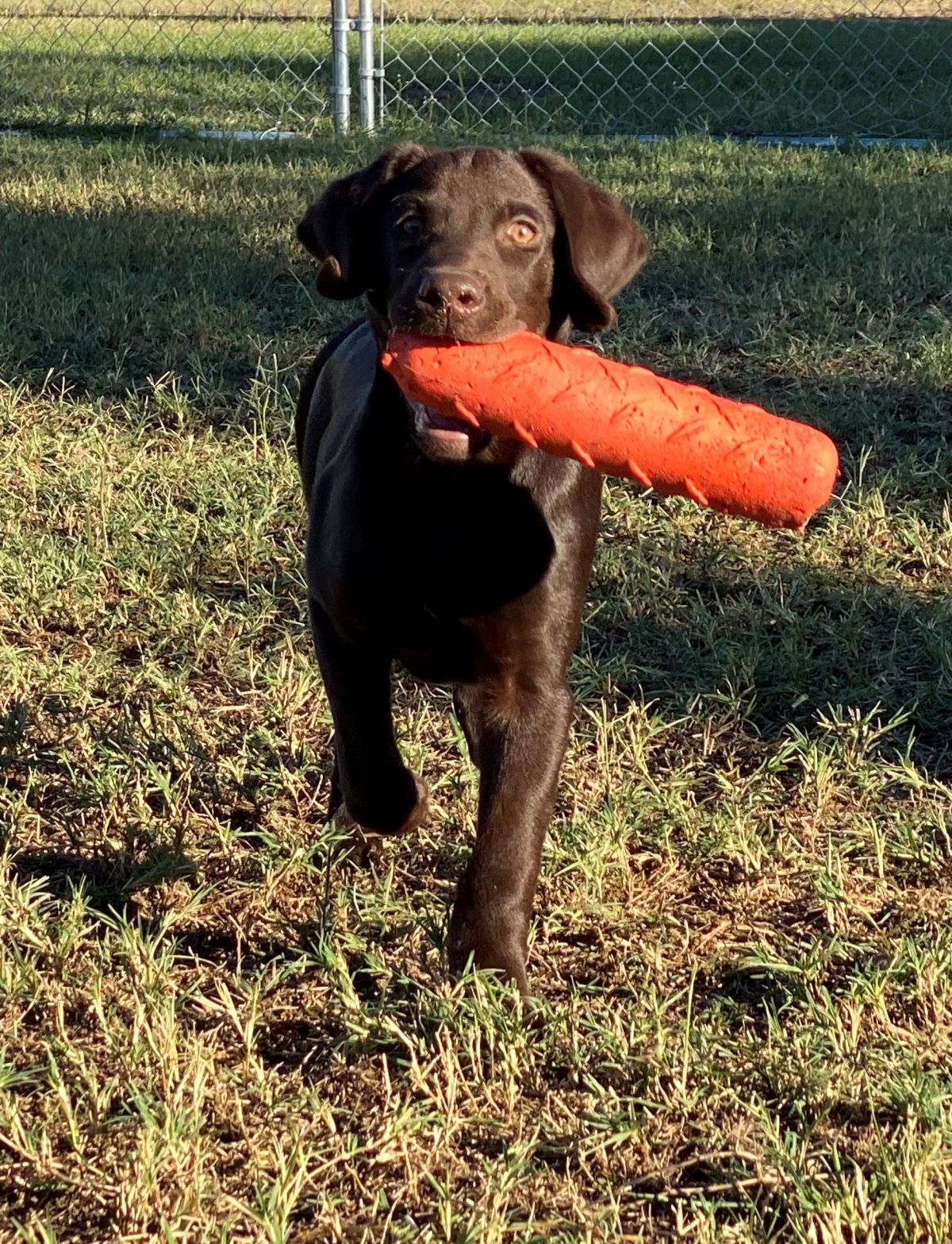 Puppy for Sale