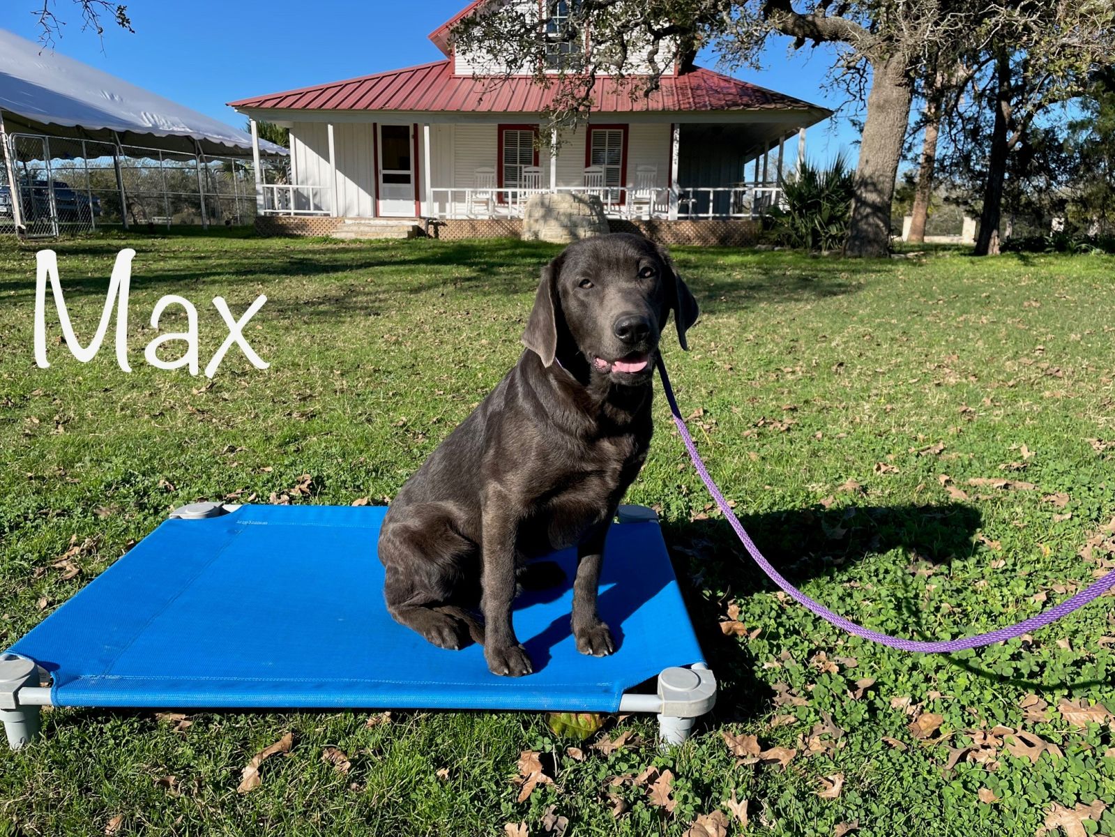 Silver Labrador Puppy for Sale 01