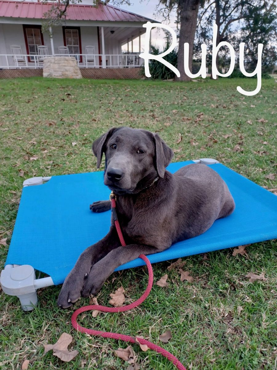 Silver Labrador Puppy for Sale 02
