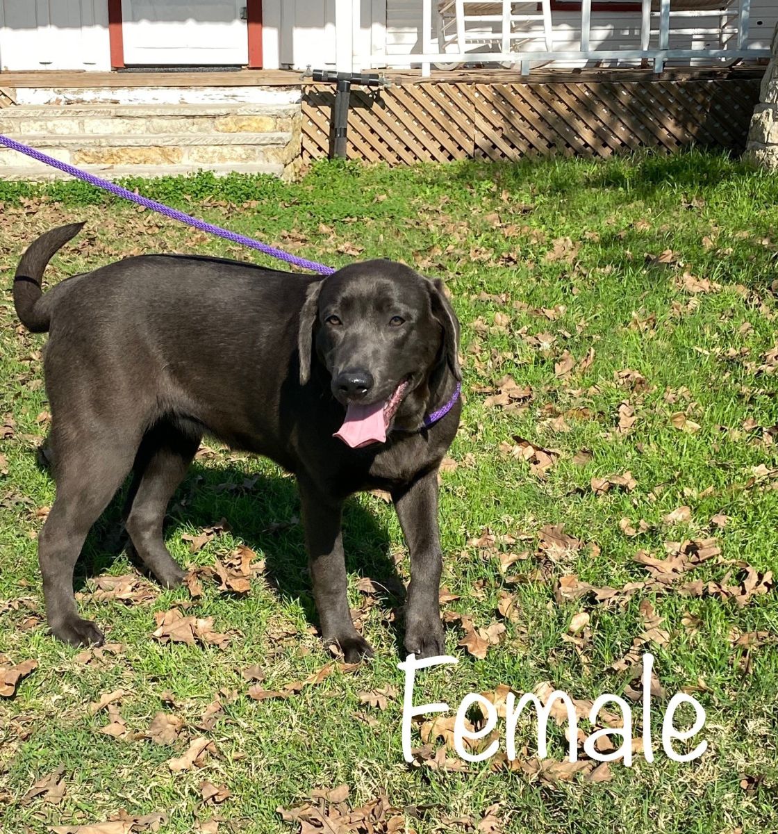 Silver Labrador Puppy for Sale 04