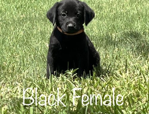 Litter of Puppies for Sale from Coco and Ruger
