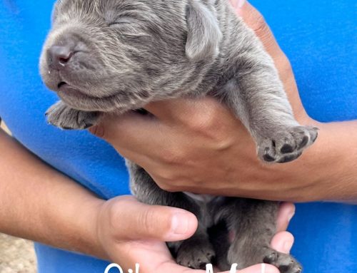 Litter of Puppies for Sale from Coco and Ruger