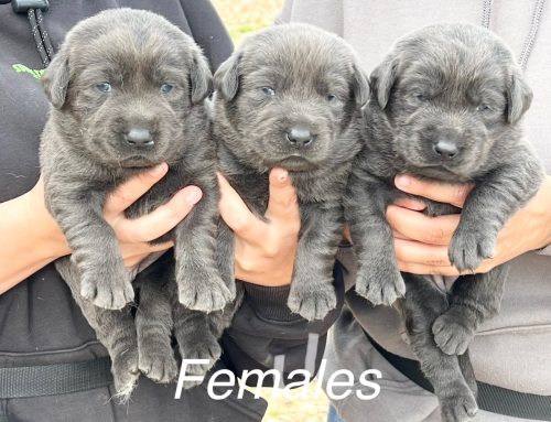 Litter of Puppies for Sale from Marley and R2